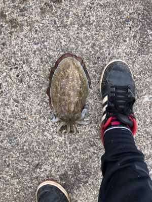 コウイカ絶好調!