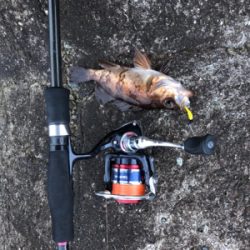 メバルからガシラとムラソイ