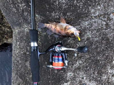 メバルからガシラとムラソイ