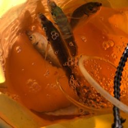 ようやくメジロ