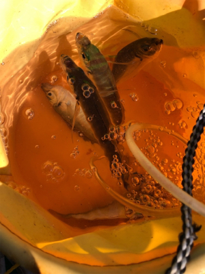 ようやくメジロ