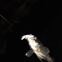 メバリングin御所浦三日目