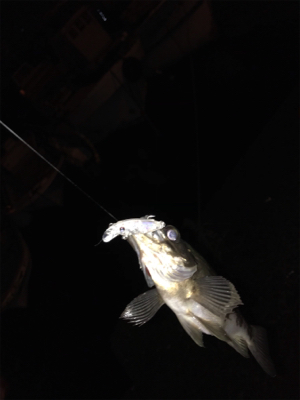 メバリングin御所浦三日目