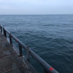 サバ3連はハマチ級の引き^_^笑