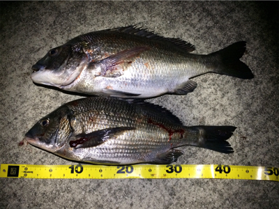 メバルのはずが…