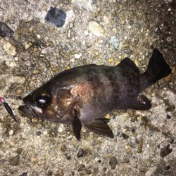 春爆までもう少し