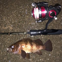 雨の中のメバリング