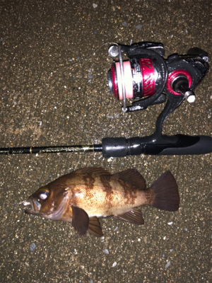雨の中のメバリング