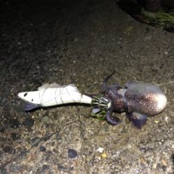 ヤリイカ終盤戦！