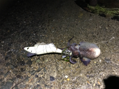 ヤリイカ終盤戦！