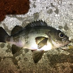 メバリングin御所浦4