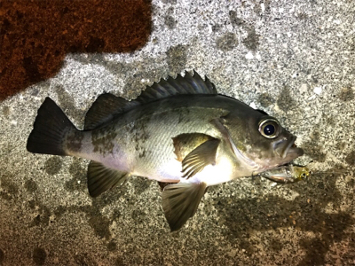 メバリングin御所浦4