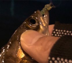 数釣りメバリング