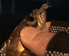 数釣りメバリング