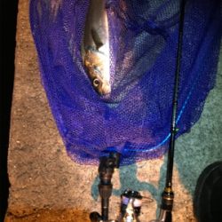 御所浦メバリング最終日