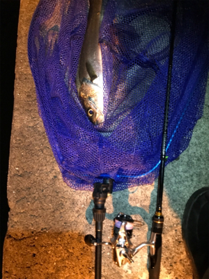 御所浦メバリング最終日