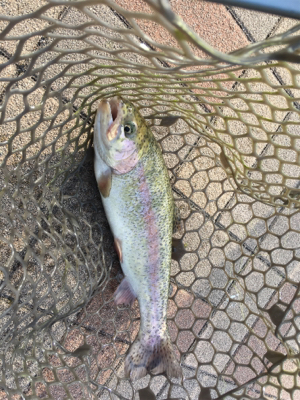 服部緑地でトラウトフィッシング〜