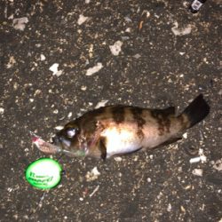 うみかぜ公園メバリング