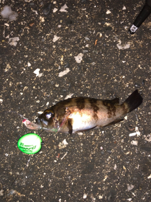 うみかぜ公園メバリング