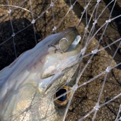 嵐明けのハンサムシーバス♫