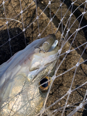 嵐明けのハンサムシーバス♫