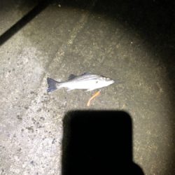 友人とシーバス