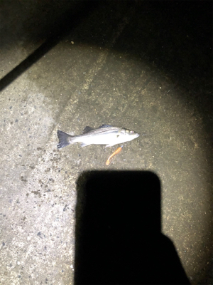 友人とシーバス