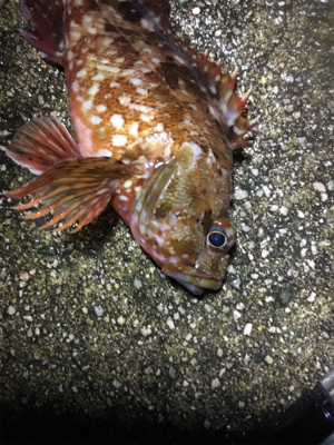 ガッシーのオンパレード