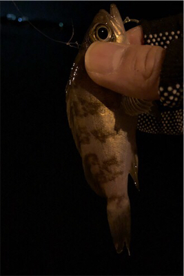 極小バイトをいかにフッキングに持ち込むか。