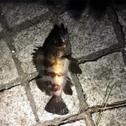 ひさびさの釣行