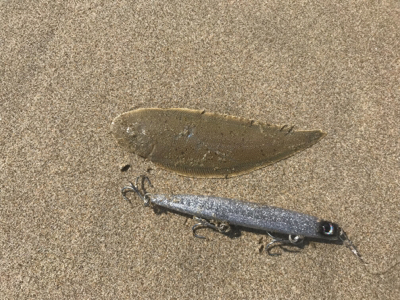 舌平目とヒラメ？