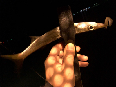 アジング下見♪