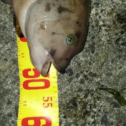 短時間コブチャレ