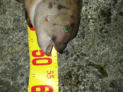 短時間コブチャレ