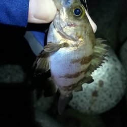 ナイトメバリング