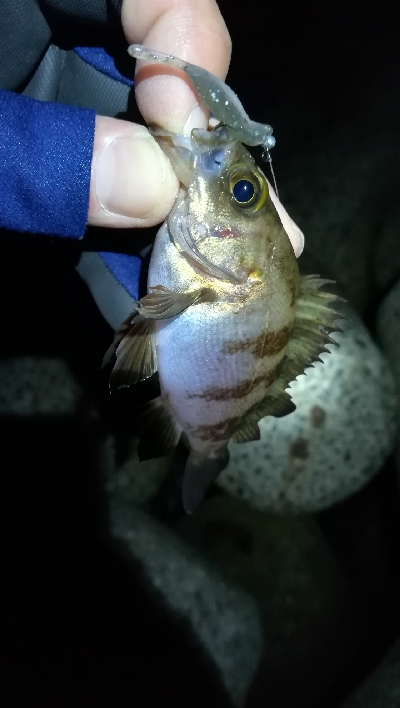 ナイトメバリング