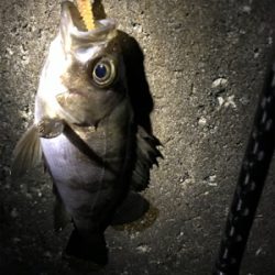 ポツポツとメバル