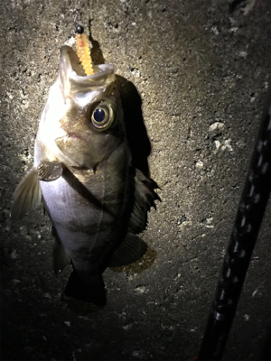 ポツポツとメバル