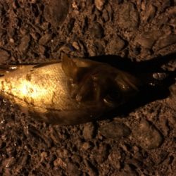 鳴門メバリング