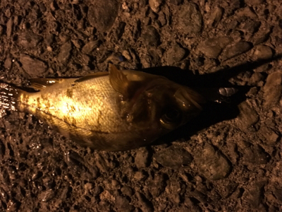 鳴門メバリング