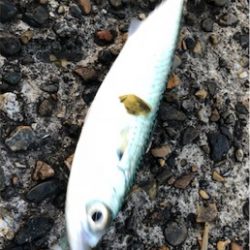 季節外れのサバゲー