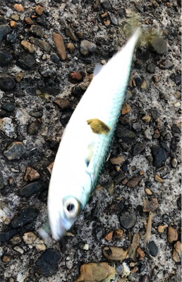 季節外れのサバゲー