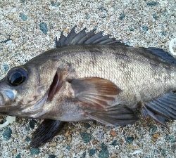 2019年3月15日釣行in箱崎ふ頭