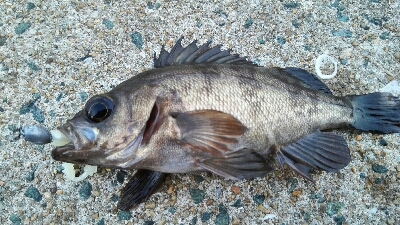 2019年3月15日釣行in箱崎ふ頭