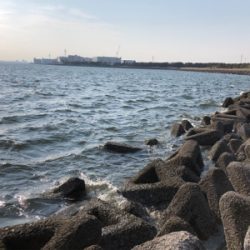 真昼間シーバス