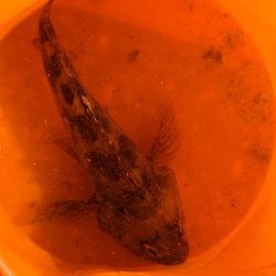 新港での餌釣り