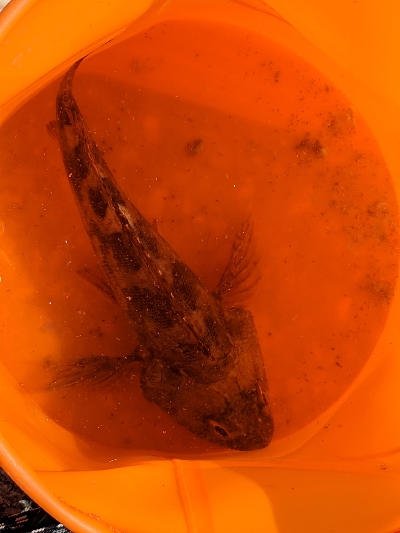 新港での餌釣り