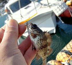 2018年3月16日釣行in唐泊漁港