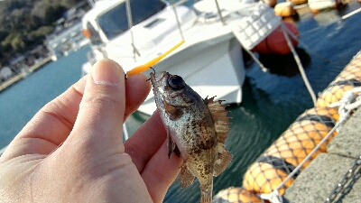 2018年3月16日釣行in唐泊漁港