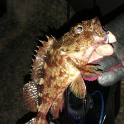 須磨一文字の半夜メバリング